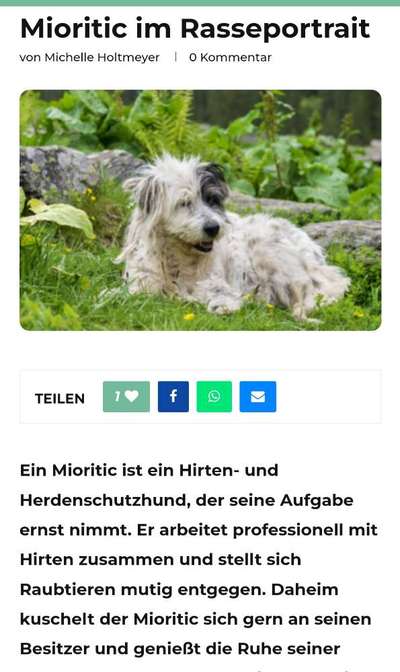 Rumänischer Straßenhund-Beitrag-Bild