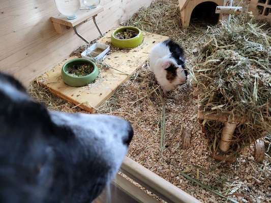 TierschutzhundeStammtisch🐕-Beitrag-Bild