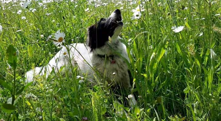 TierschutzhundeStammtisch🐕-Beitrag-Bild
