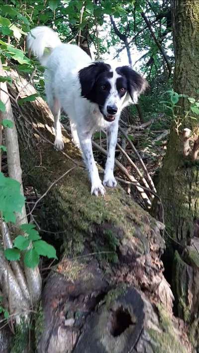 Dogorama Photo Challenge- Wurzeln-Beitrag-Bild