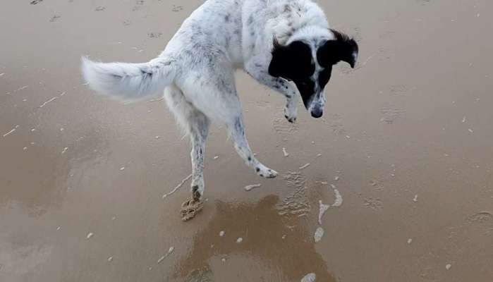 Zeige das lustigste Bild eures Hundis-Beitrag-Bild