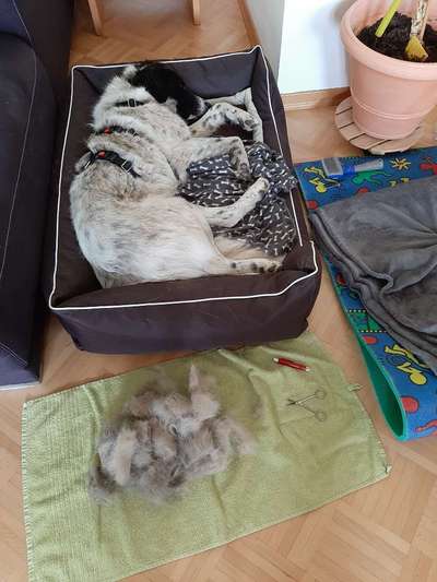 TierschutzhundeStammtisch🐕-Beitrag-Bild