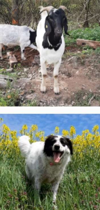 TierschutzhundeStammtisch🐕-Beitrag-Bild