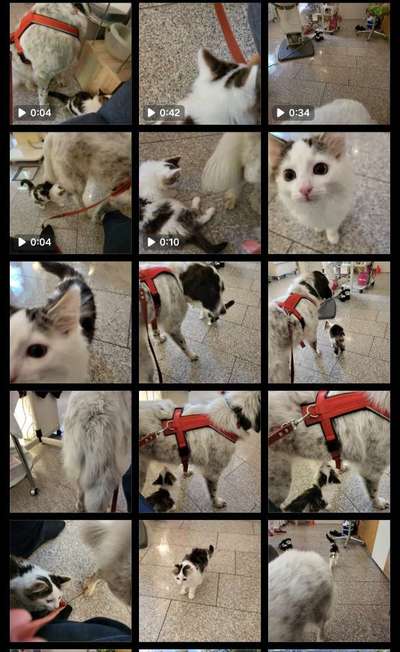 TierschutzhundeStammtisch🐕-Beitrag-Bild