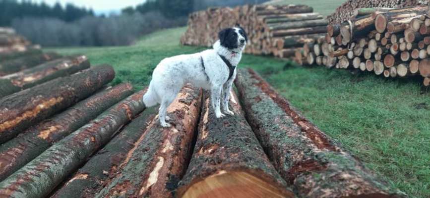 TierschutzhundeStammtisch🐕-Beitrag-Bild