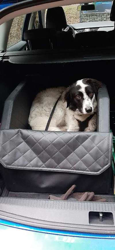 TierschutzhundeStammtisch🐕-Beitrag-Bild