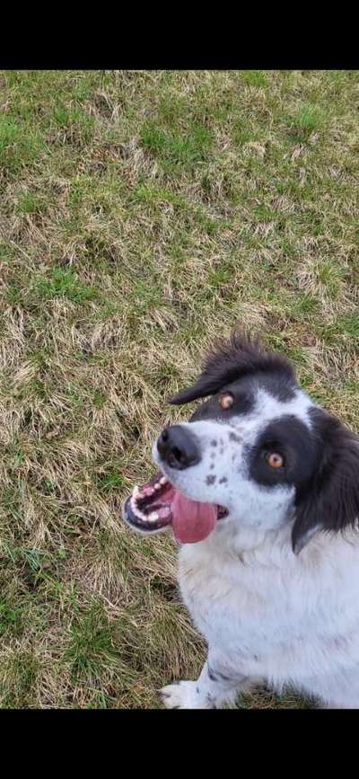 TierschutzhundeStammtisch🐕-Beitrag-Bild