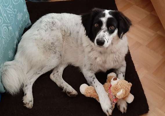 Euer Hund und sein Lieblingskuscheltier-Beitrag-Bild