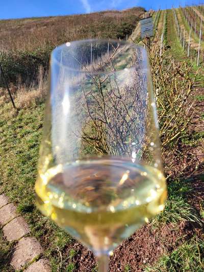 TierschutzhundeStammtisch🐕-Beitrag-Bild