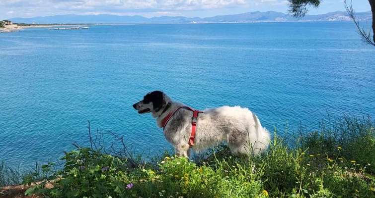 TierschutzhundeStammtisch🐕-Beitrag-Bild