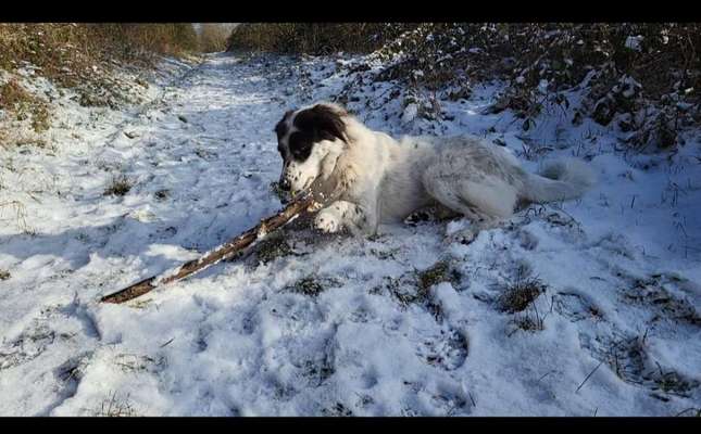 TierschutzhundeStammtisch🐕-Beitrag-Bild