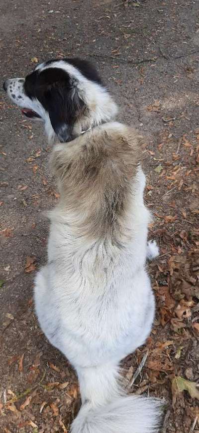 TierschutzhundeStammtisch🐕-Beitrag-Bild