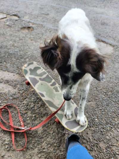 TierschutzhundeStammtisch🐕-Beitrag-Bild