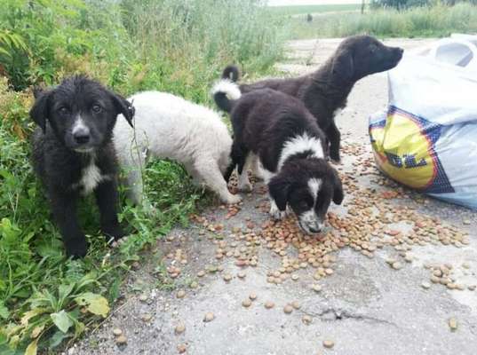 TierschutzhundeStammtisch🐕-Beitrag-Bild