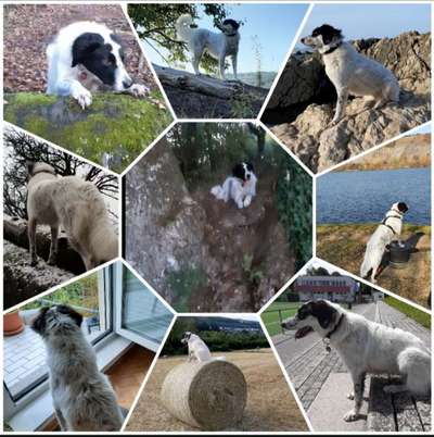 Fotos &Collagen: Beobachtungsposten-Beitrag-Bild