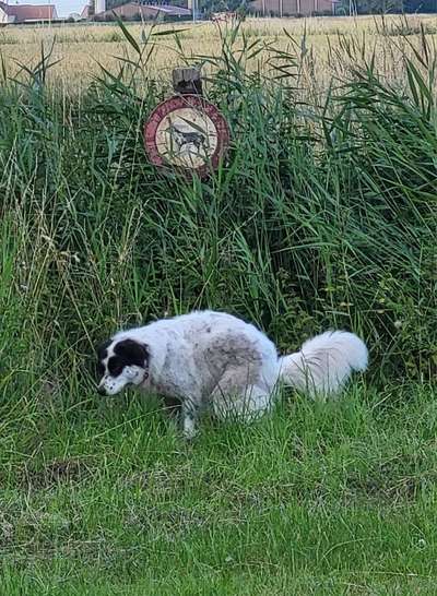 TierschutzhundeStammtisch🐕-Beitrag-Bild