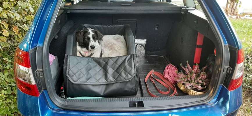 Hund im Kofferraum sichern-Beitrag-Bild