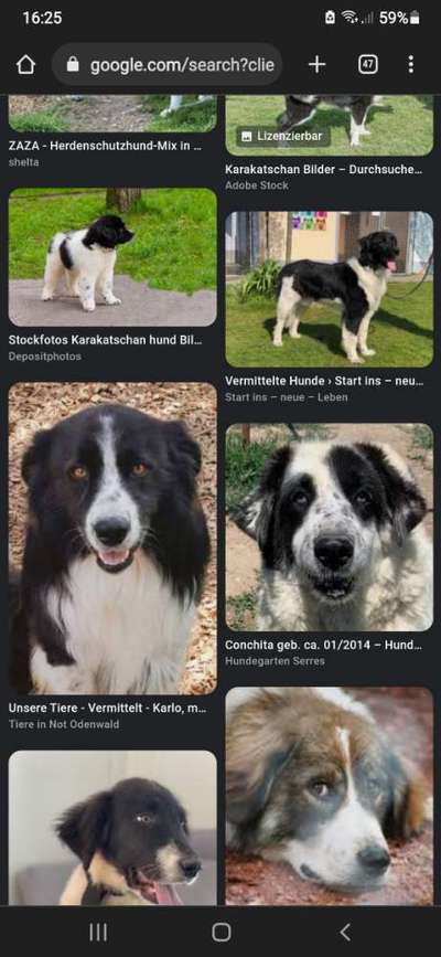 TierschutzhundeStammtisch🐕-Beitrag-Bild