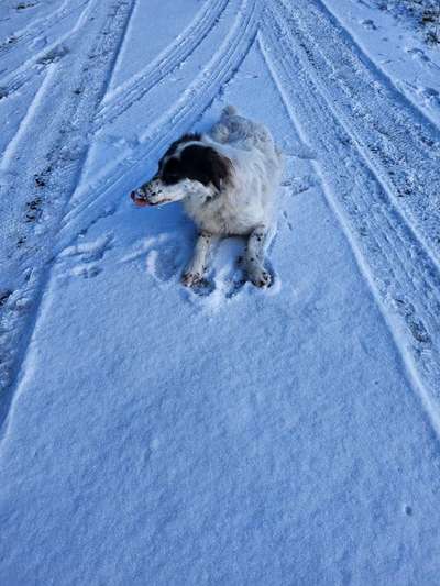TierschutzhundeStammtisch🐕-Beitrag-Bild