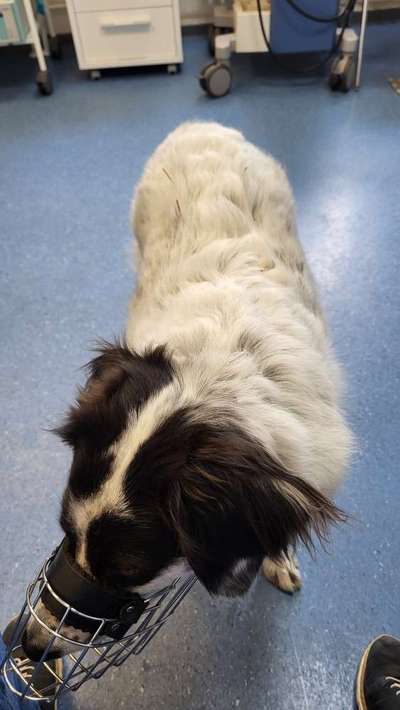 TierschutzhundeStammtisch🐕-Beitrag-Bild