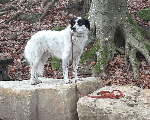TierschutzhundeStammtisch🐕-Beitrag-Bild