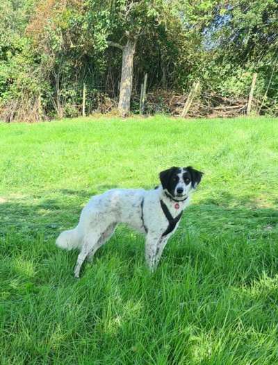 Auslandstierschutz-Beitrag-Bild