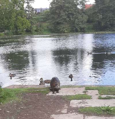 TierschutzhundeStammtisch🐕-Beitrag-Bild