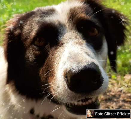 Postet das beste Foto von euren 4 beinern-Beitrag-Bild