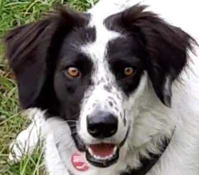 Hunde Porträt (Portrait) Galerie....-Beitrag-Bild