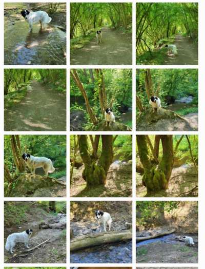 TierschutzhundeStammtisch🐕-Beitrag-Bild