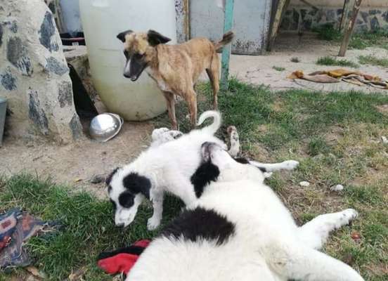 TierschutzhundeStammtisch🐕-Beitrag-Bild