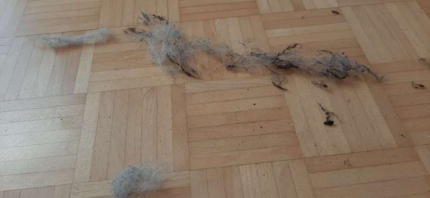 TierschutzhundeStammtisch🐕-Beitrag-Bild