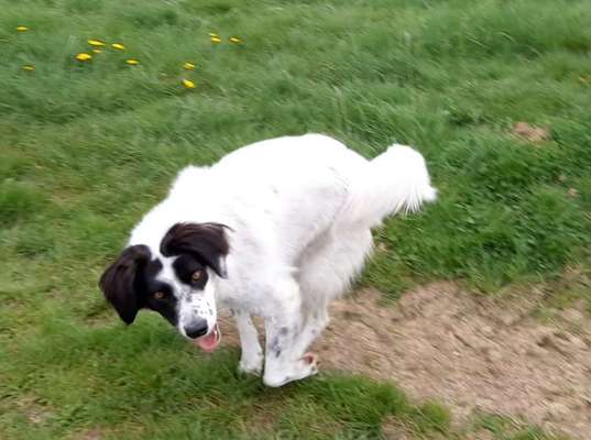 lustige Hunde Fotos-Beitrag-Bild