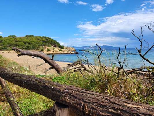 TierschutzhundeStammtisch🐕-Beitrag-Bild