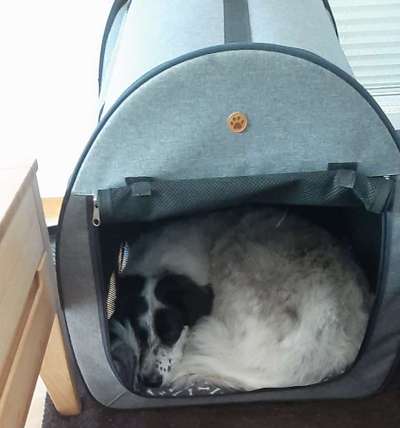 TierschutzhundeStammtisch🐕-Beitrag-Bild