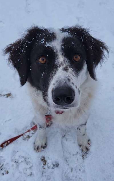 TierschutzhundeStammtisch🐕-Beitrag-Bild