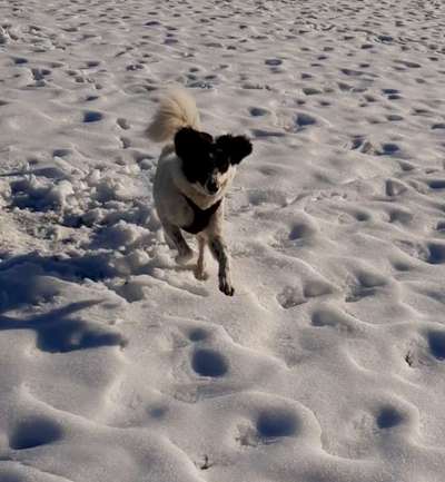 1. Fotochallenge Collagen - 4 Jahreszeiten-Beitrag-Bild