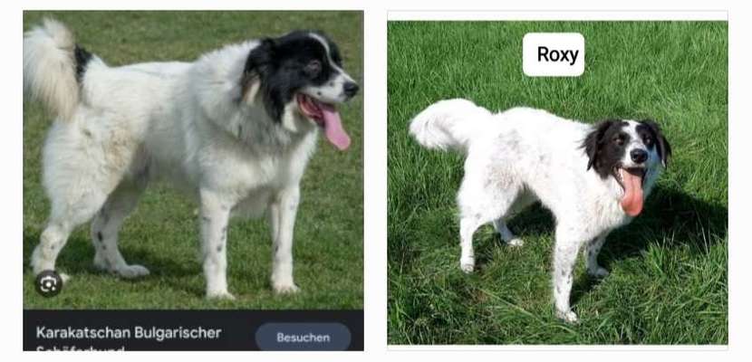 Herdenschutzhunde-Beitrag-Bild