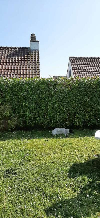 TierschutzhundeStammtisch🐕-Beitrag-Bild