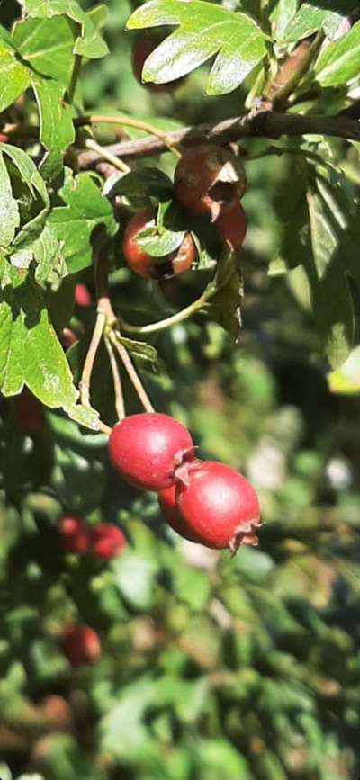 Die wunderschöne Welt mit Hund.-Beitrag-Bild