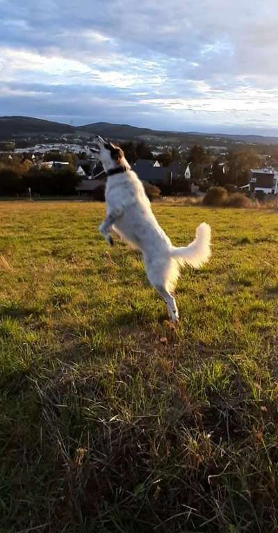 TierschutzhundeStammtisch🐕-Beitrag-Bild