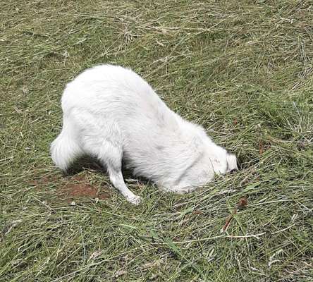 Fotosammlung: ,,Der natürliche Hund" Unbearbeitet, ungestellt und in Natura-Beitrag-Bild