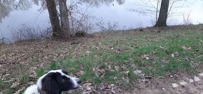 TierschutzhundeStammtisch🐕-Beitrag-Bild