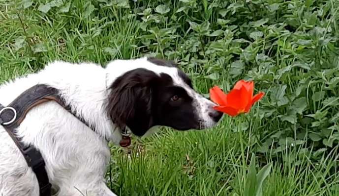 Hunde Porträt (Portrait) Galerie....-Beitrag-Bild