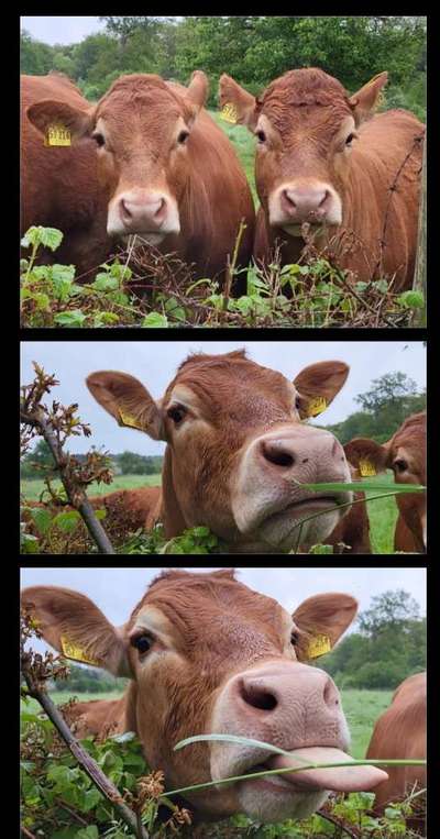 TierschutzhundeStammtisch🐕-Beitrag-Bild