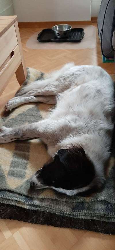 TierschutzhundeStammtisch🐕-Beitrag-Bild