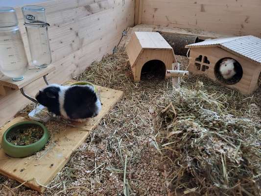 TierschutzhundeStammtisch🐕-Beitrag-Bild