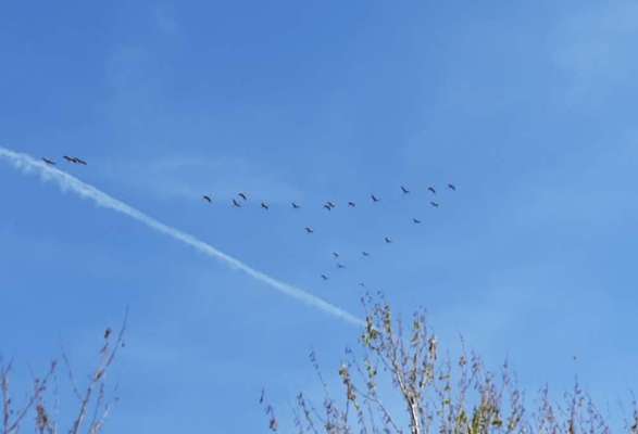 TierschutzhundeStammtisch🐕-Beitrag-Bild