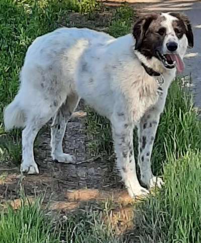 Seltene Rassen!-Beitrag-Bild