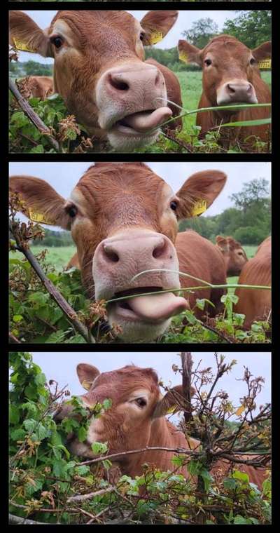 TierschutzhundeStammtisch🐕-Beitrag-Bild